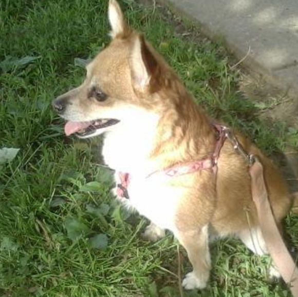 These are my fur babies, PRINCESS & ROSA - Picture 6 of 8